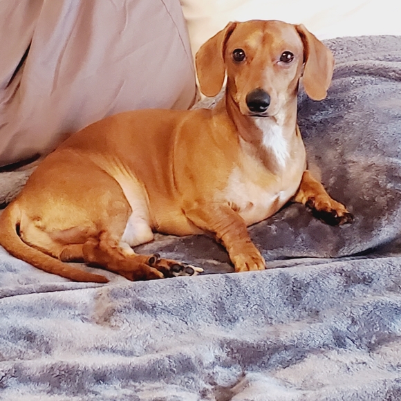 Artisan statement necklace wood brass studded studs disc's beads vintage boho - Picture 16 of 16